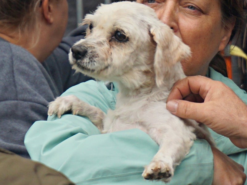 Batman - leinenführig, stubenrein und verschmust / BEREITS IN DEUTSCHLAND