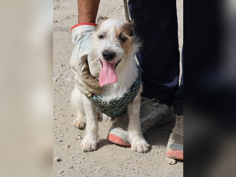 Beau - freundlich, zutraulich und verträglich