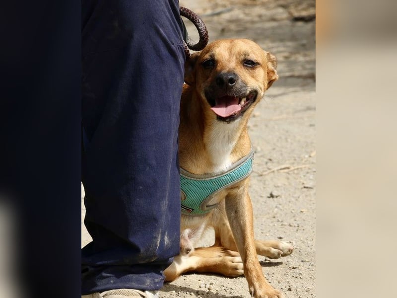 Ollie - lässt sich gerne anfassen, freundlich und aufmerksam