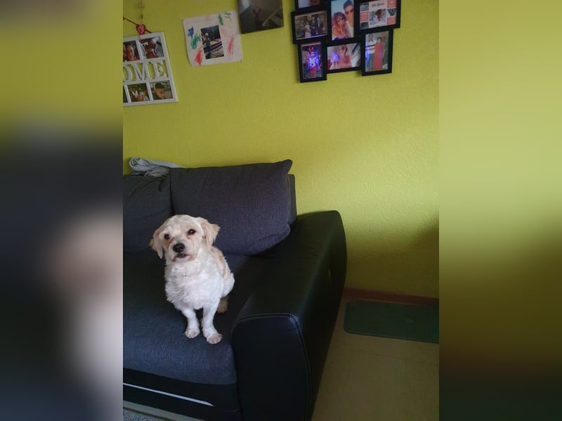 Batman - leinenführig, stubenrein und verschmust / BEREITS IN DEUTSCHLAND