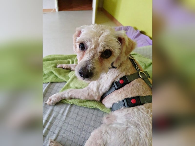 Batman - leinenführig, stubenrein und verschmust / BEREITS IN DEUTSCHLAND