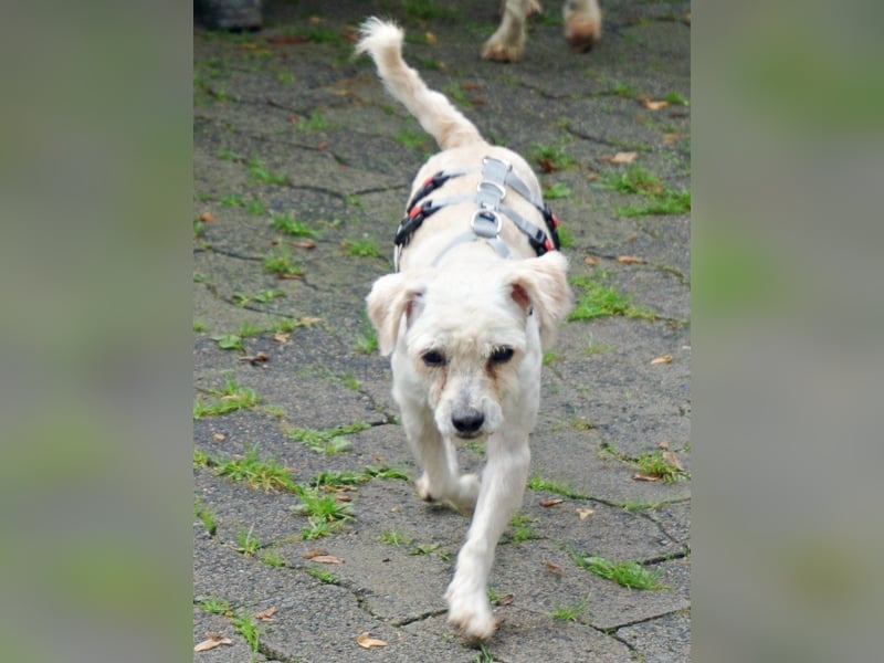 Batman - leinenführig, stubenrein und verschmust / BEREITS IN DEUTSCHLAND