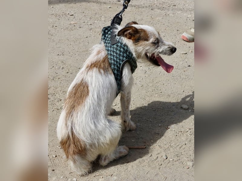 Beau - freundlich, zutraulich und verträglich