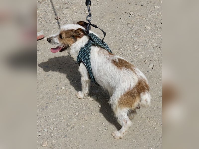 Beau - freundlich, zutraulich und verträglich