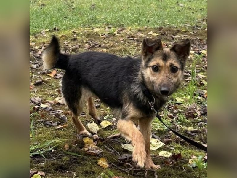 Meri ein absoluter Schatz