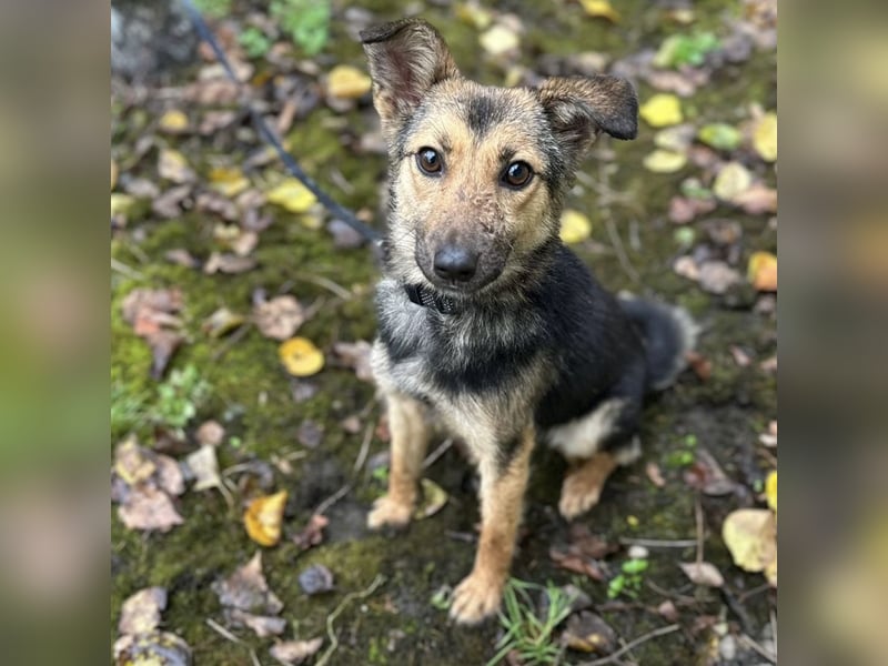 Meri ein absoluter Schatz