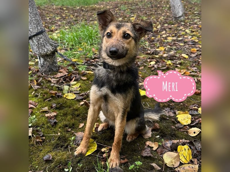 Meri ein absoluter Schatz