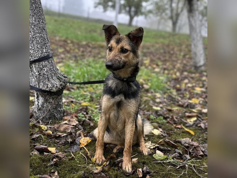 Meri ein absoluter Schatz