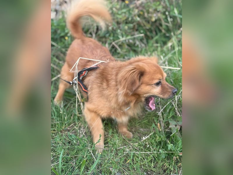 Nacho braucht Menschen, die ihn souverän die Welt zeigen