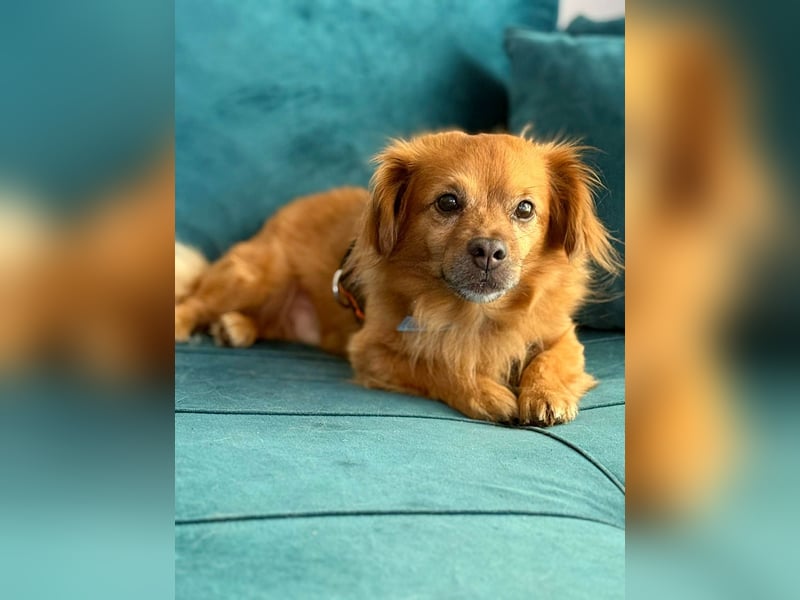 Nacho braucht Menschen, die ihn souverän die Welt zeigen