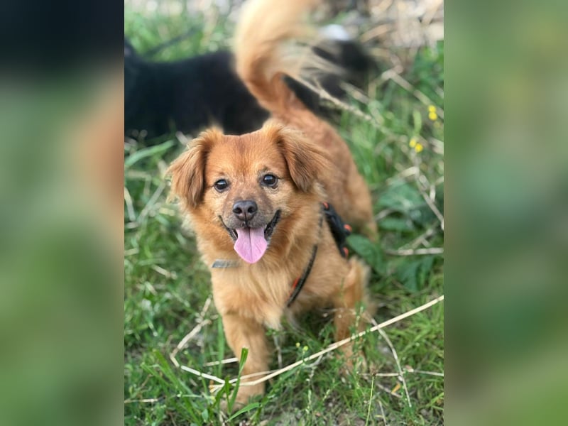 Nacho braucht Menschen, die ihn souverän die Welt zeigen