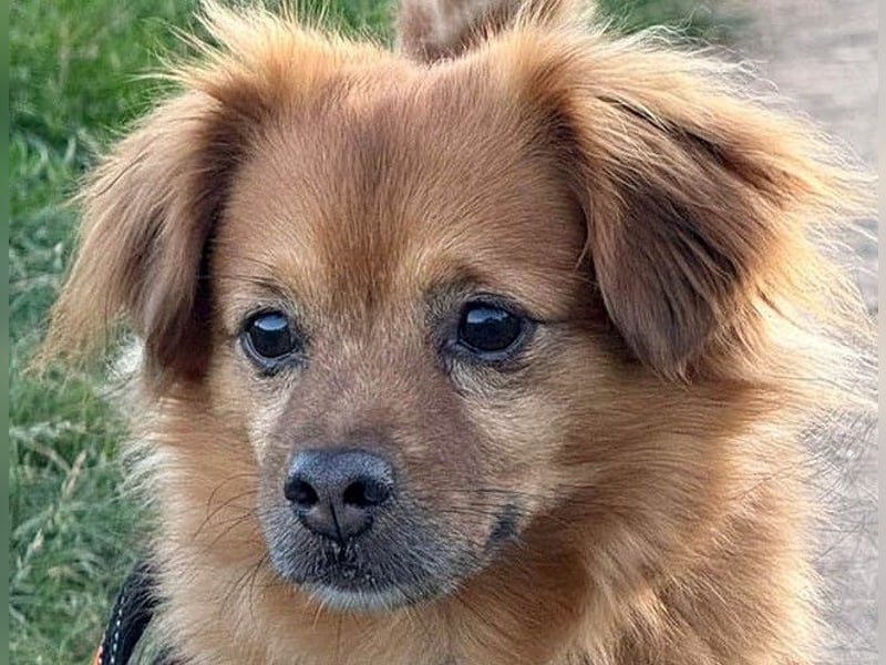 Nacho braucht Menschen, die ihn souverän die Welt zeigen