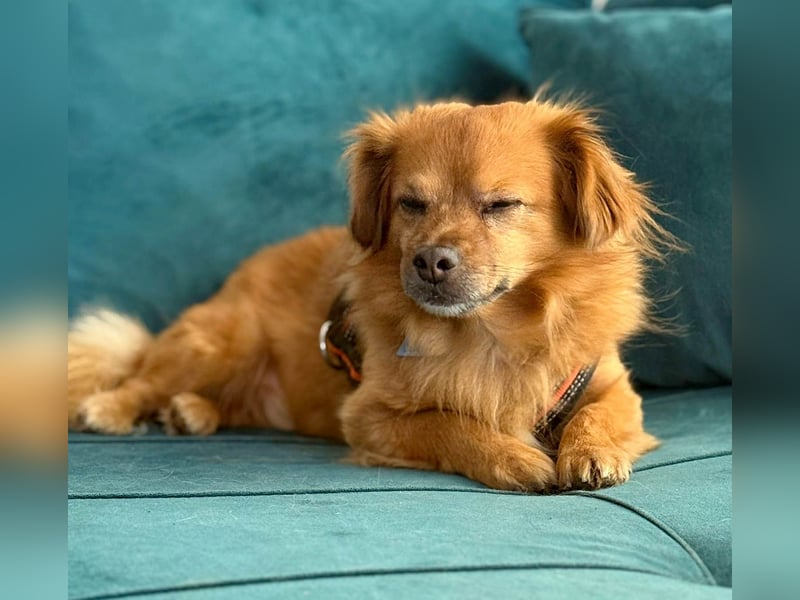 Nacho braucht Menschen, die ihn souverän die Welt zeigen