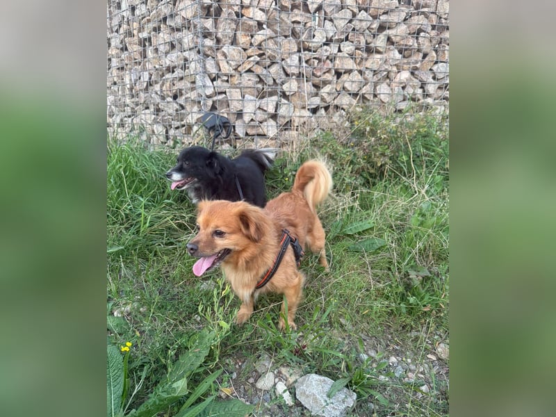 Nacho braucht Menschen, die ihn souverän die Welt zeigen