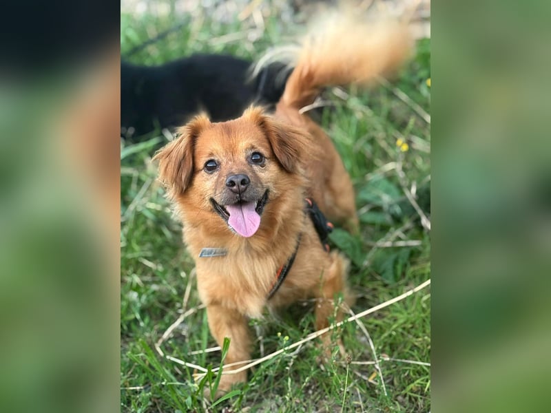 Nacho braucht Menschen, die ihn souverän die Welt zeigen