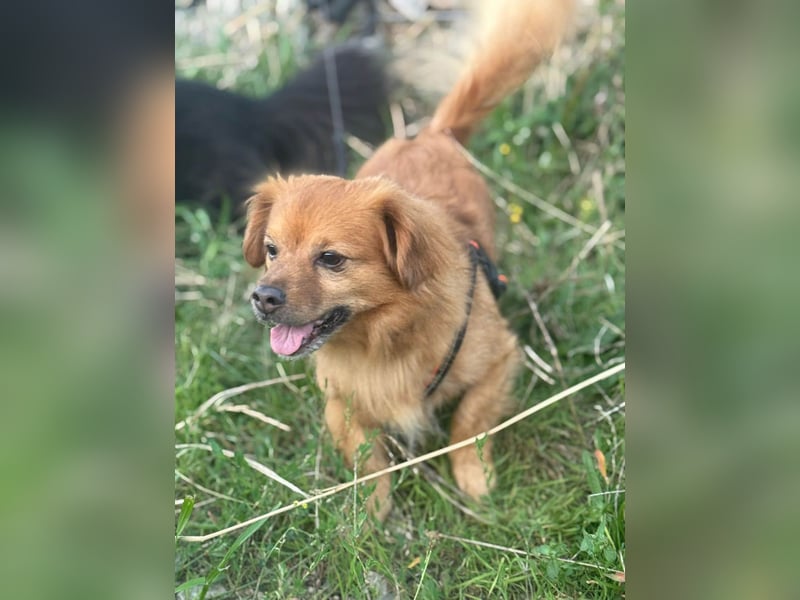 Nacho braucht Menschen, die ihn souverän die Welt zeigen