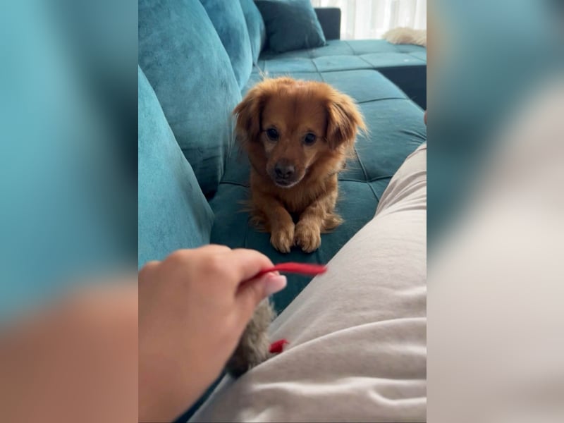 Nacho braucht Menschen, die ihn souverän die Welt zeigen