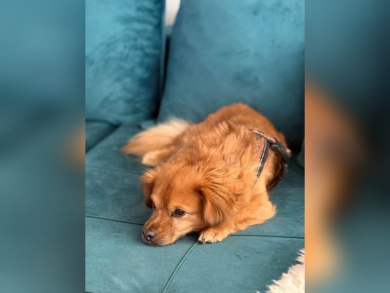 Nacho braucht Menschen, die ihn souverän die Welt zeigen