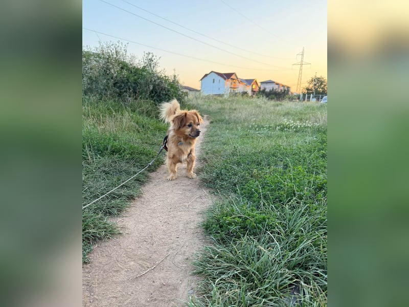 Nacho braucht Menschen, die ihn souverän die Welt zeigen