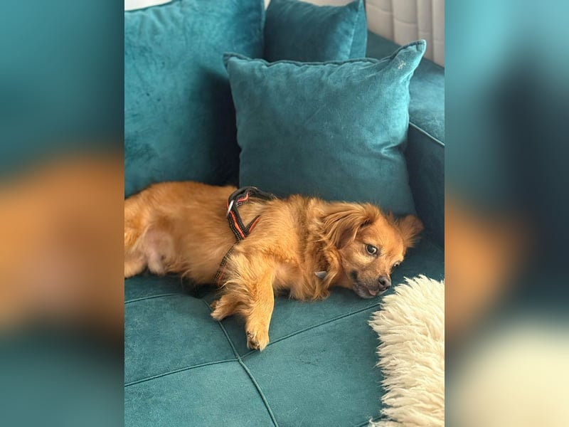 Nacho braucht Menschen, die ihn souverän die Welt zeigen