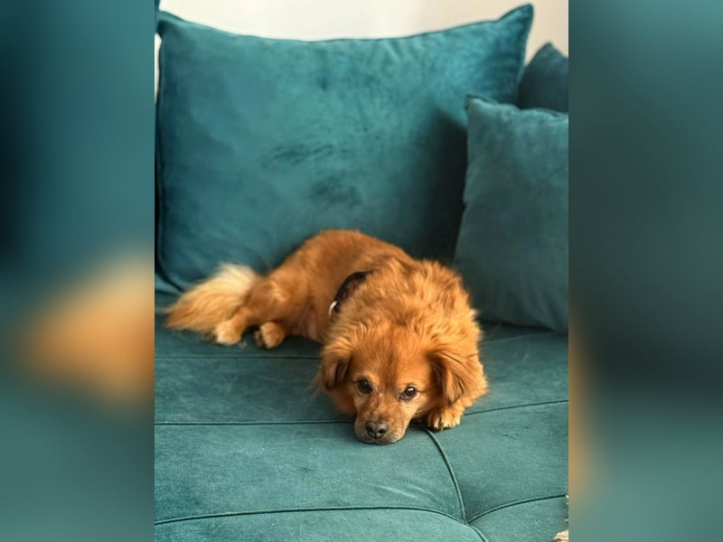 Nacho braucht Menschen, die ihn souverän die Welt zeigen