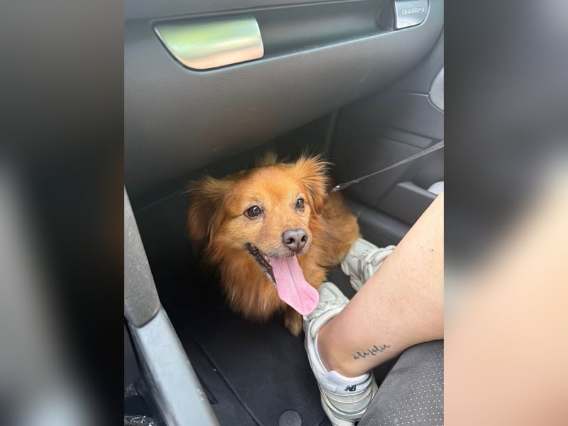 Nacho braucht Menschen, die ihn souverän die Welt zeigen