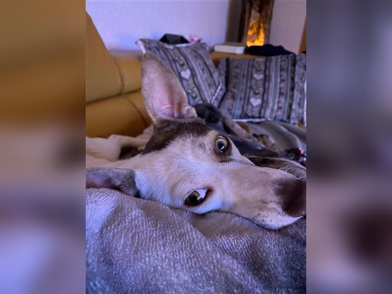 KAIA ❤ (wird Malu gerufen)  wartet in 94227 Zwiesel auf Dich
