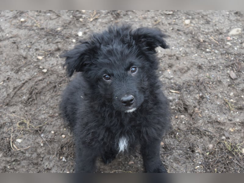 Kleiner Matti sucht sein Zuhause
