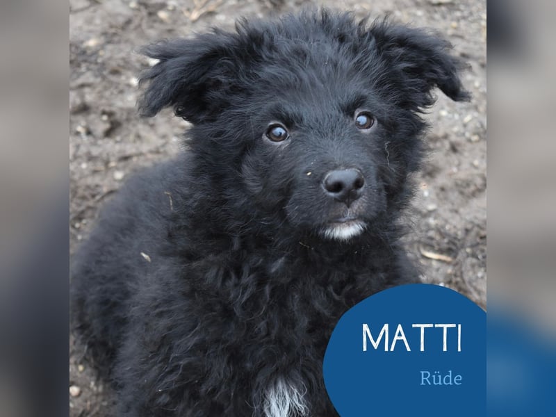 Kleiner Matti sucht sein Zuhause