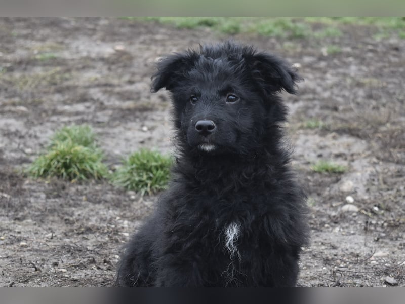 Kleiner Matti sucht sein Zuhause