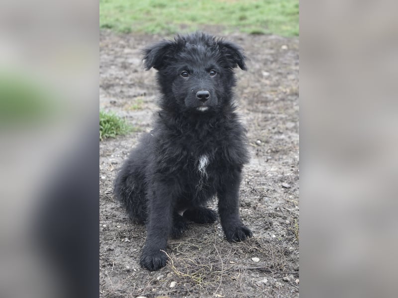 Kleiner Matti sucht sein Zuhause