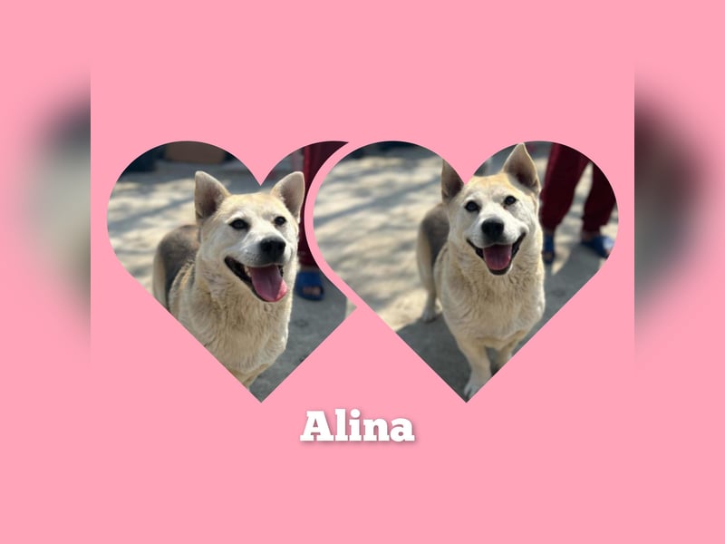 Mädel Aluna 35 cm, möchte Rumänien schnell verlassen Mädel Aluna 35 cm, möchte Rumänien schnell verlassen