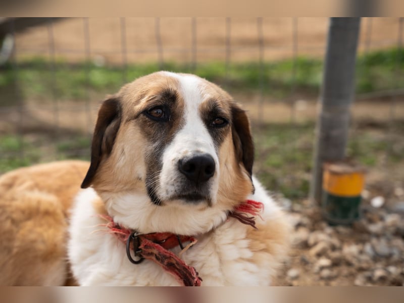 Anne - Eine sanfte Seele sucht endlich ihr eigenes Leben