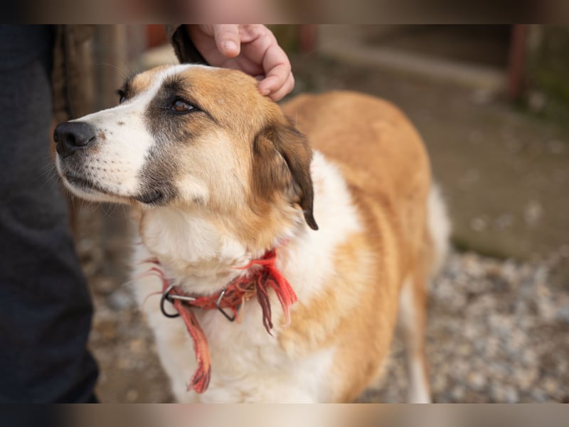 Anne - Eine sanfte Seele sucht endlich ihr eigenes Leben