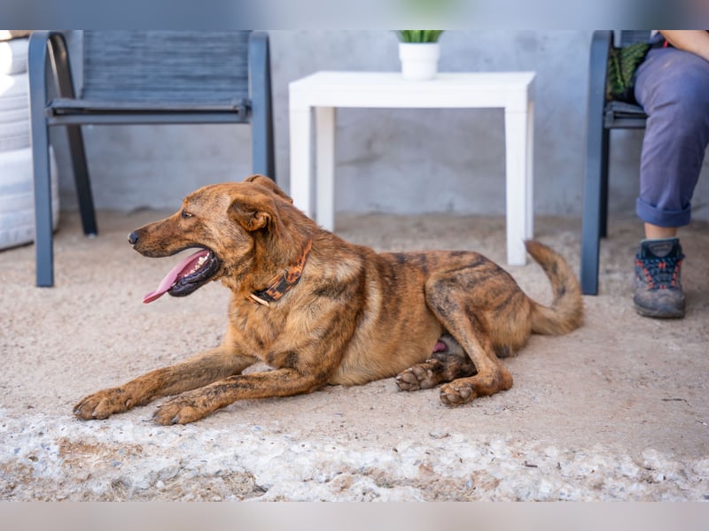 Grez - sucht dringend ein zu Hause