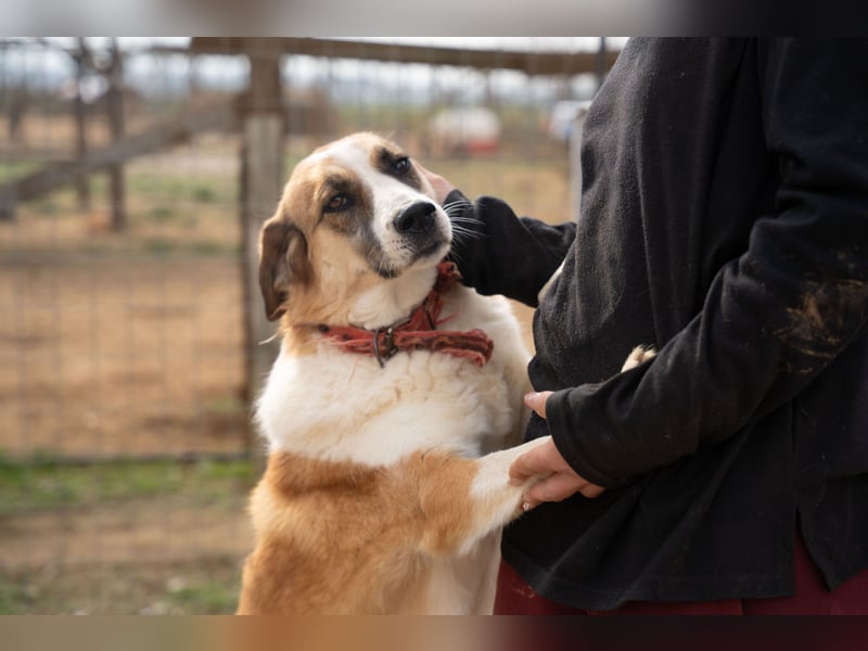 Anne - Eine sanfte Seele sucht endlich ihr eigenes Leben