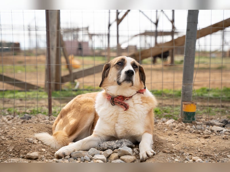 Anne - Eine sanfte Seele sucht endlich ihr eigenes Leben