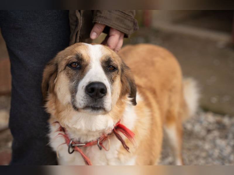 Anne - Eine sanfte Seele sucht endlich ihr eigenes Leben