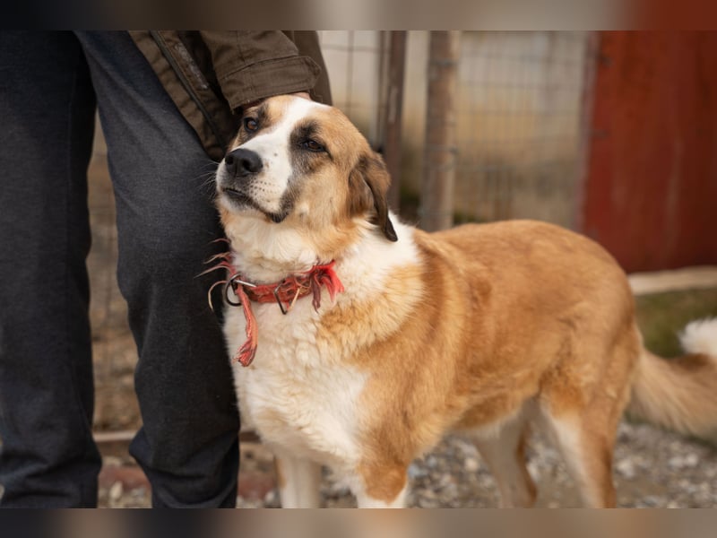 Anne - Eine sanfte Seele sucht endlich ihr eigenes Leben