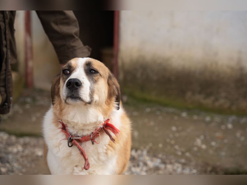 Anne - Eine sanfte Seele sucht endlich ihr eigenes Leben