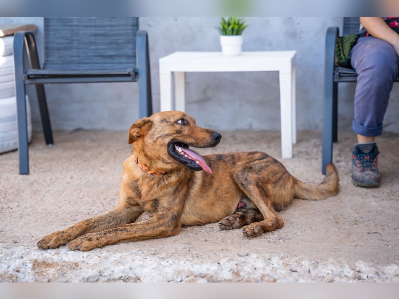 Grez - sucht dringend ein zu Hause