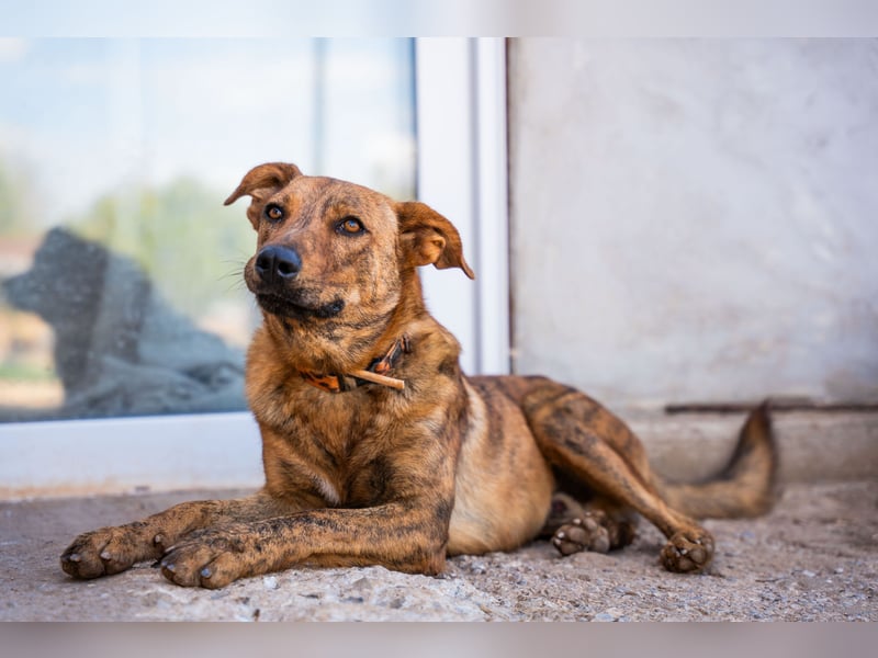 Grez - sucht dringend ein zu Hause