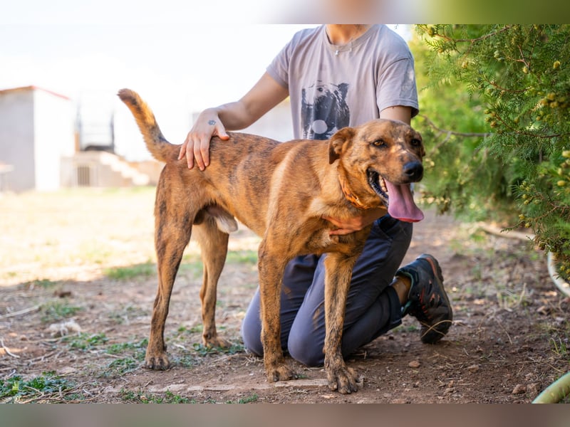 Grez - sucht dringend ein zu Hause