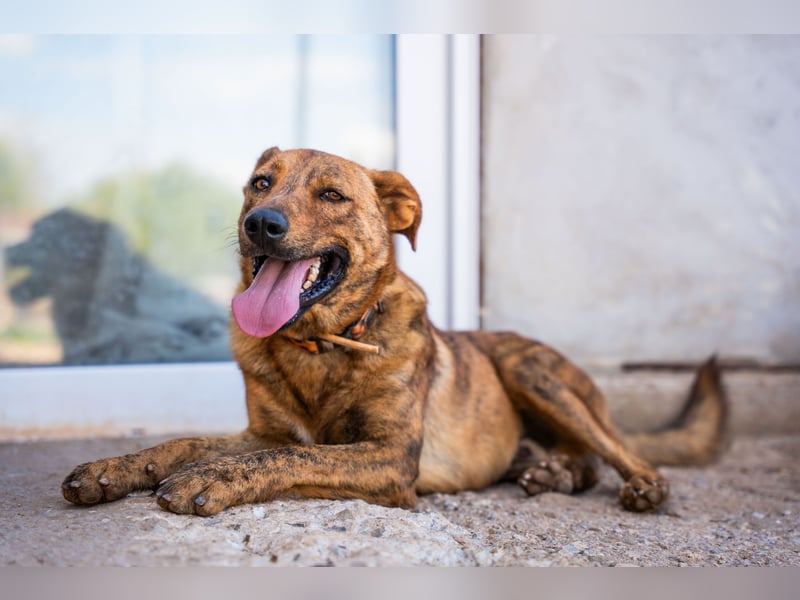 Grez - sucht dringend ein zu Hause