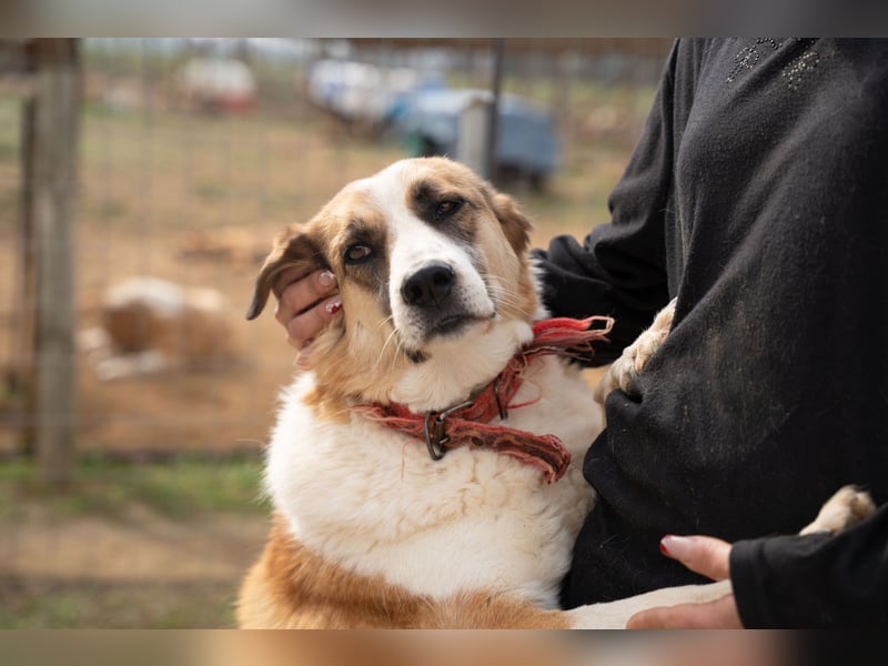 Anne - Eine sanfte Seele sucht endlich ihr eigenes Leben