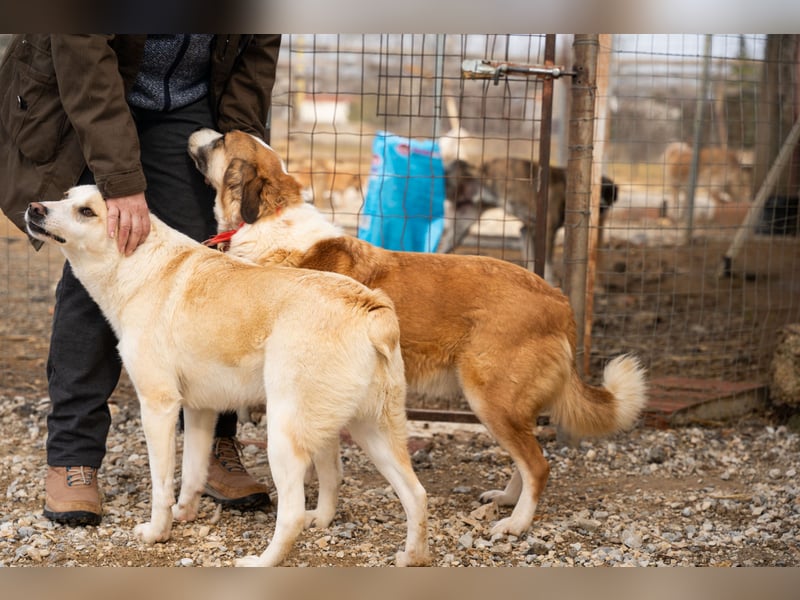 Anne - Eine sanfte Seele sucht endlich ihr eigenes Leben
