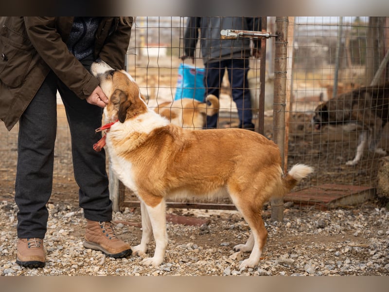 Anne - Eine sanfte Seele sucht endlich ihr eigenes Leben