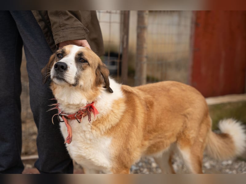 Anne - Eine sanfte Seele sucht endlich ihr eigenes Leben