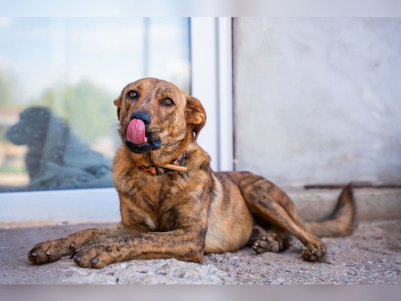 Grez - sucht dringend ein zu Hause