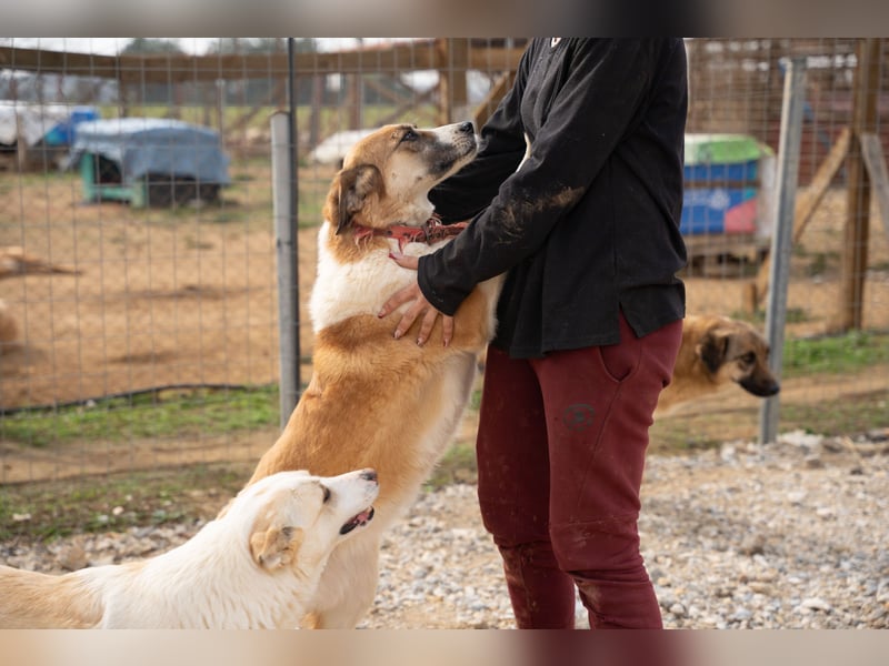 Anne - Eine sanfte Seele sucht endlich ihr eigenes Leben